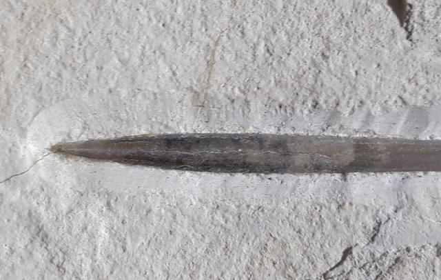 Hibolithes semisulcatus (MNSTER 1830) - Bild © FossNet FossilienStore